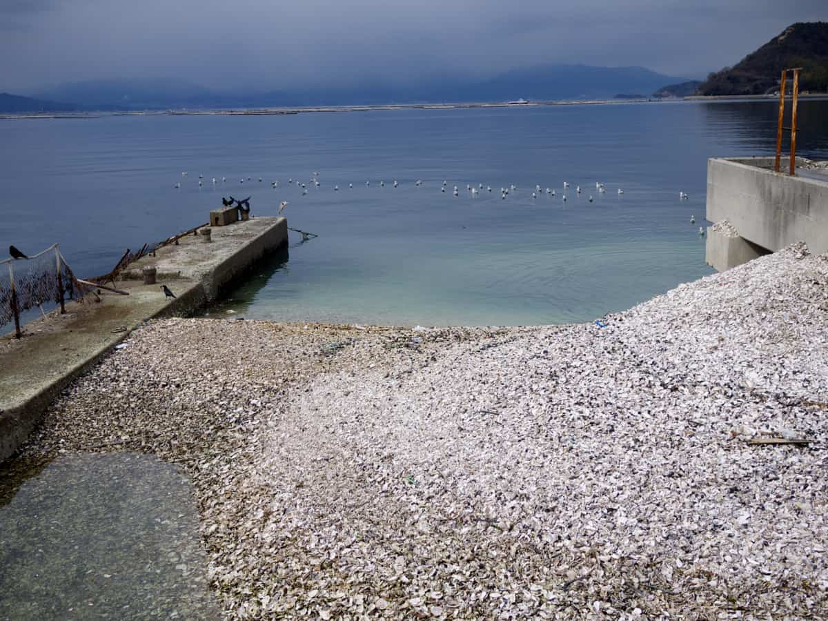Cycling on Etajima Island - 10 Birds pick over oyster shells