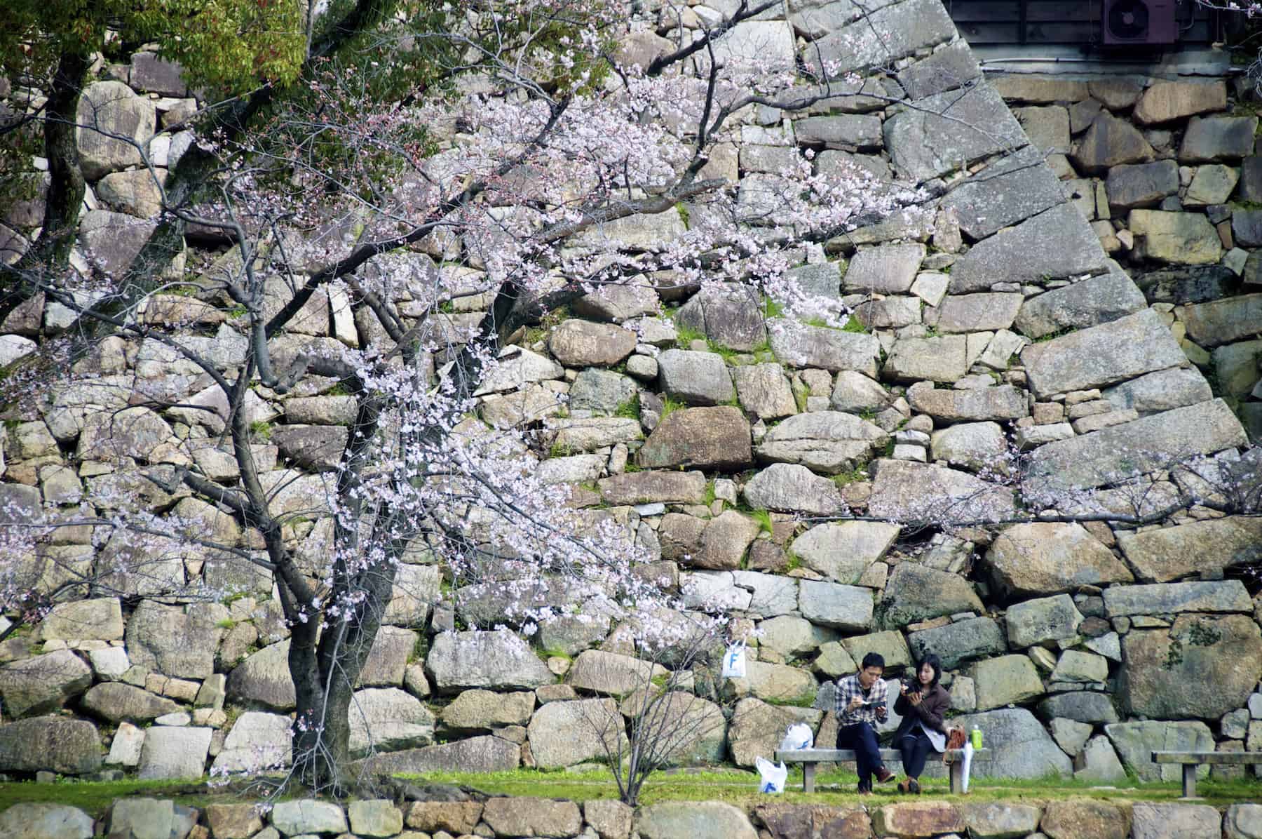 Hiroshima Castle Cherry Blossom couple