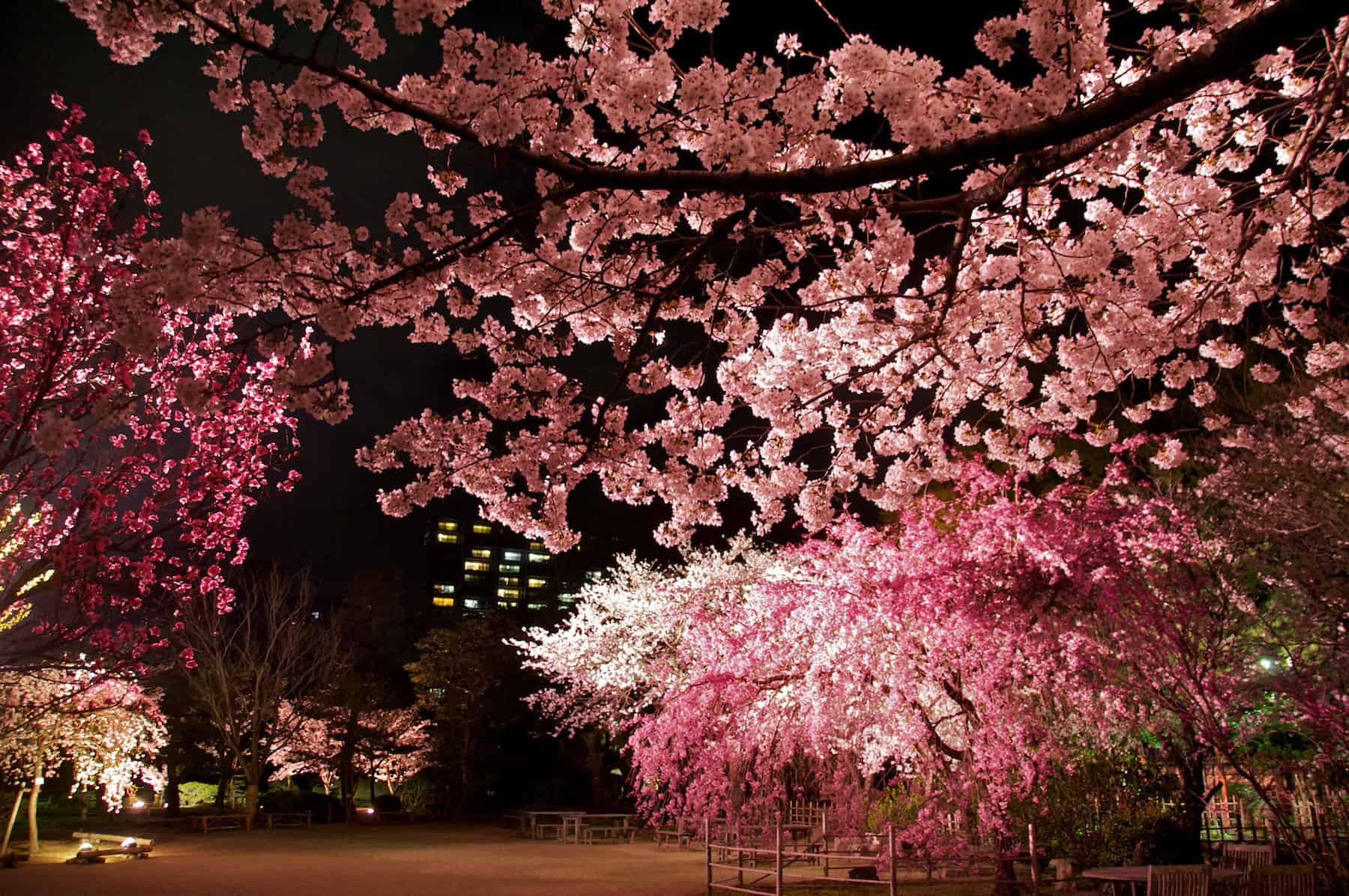 Illuminated yozakura cherry blossom at Shukkei-en Garden in Hiroshima