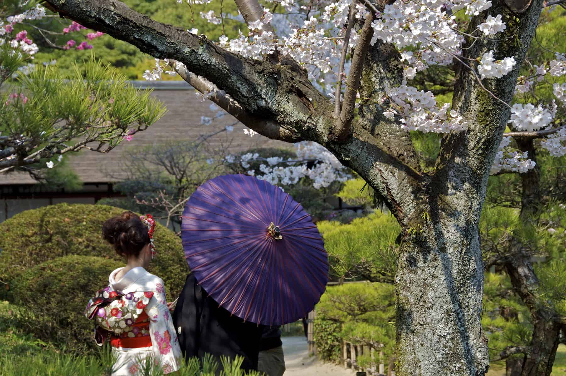 Shukkei-en Garden in Hiroshima is a popular location for wedding photos during cherry blossom season