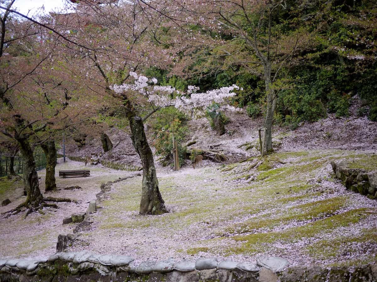 fallen cherry blossom petals cover the ground like snow