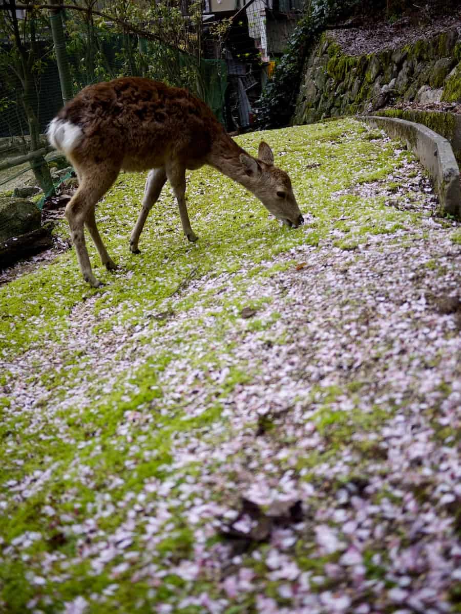 miyajima deer and petals