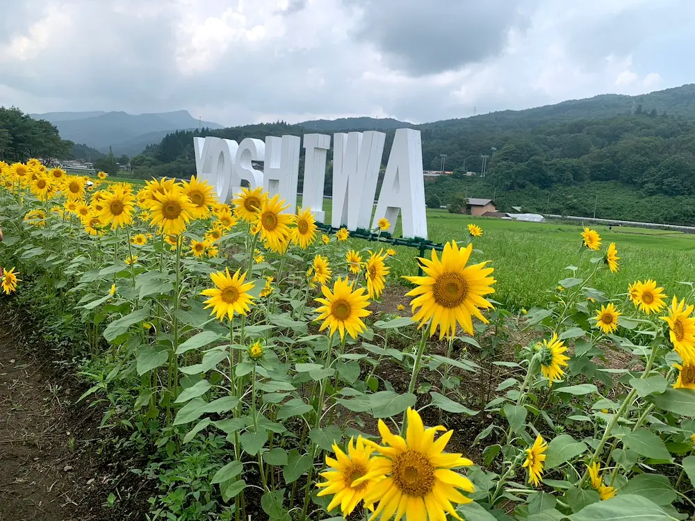sunflowers in yoshiwa