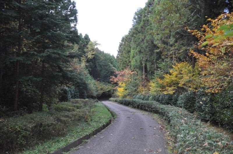 (38) Leafy road through Sakura-no-sato park