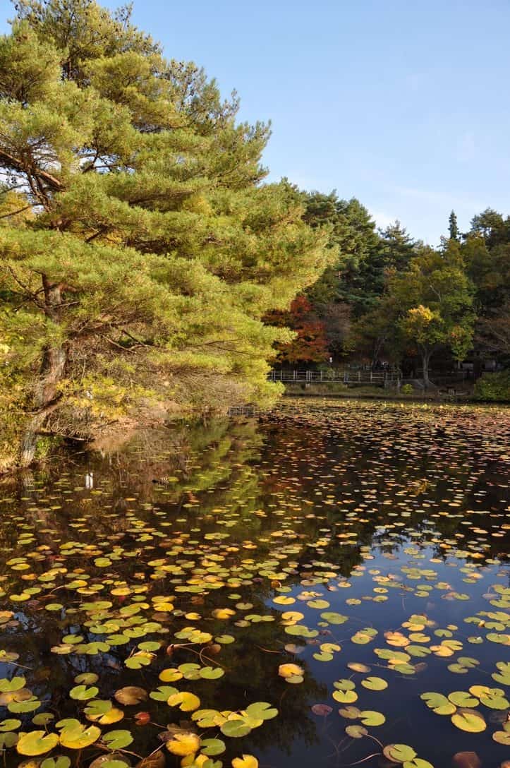 Jah-no-ike Lake [蛇の池] in Autumn
