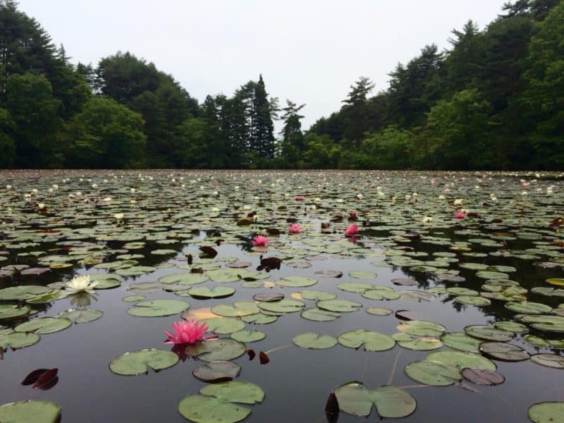 Jah-no-ike Lake [蛇の池] in June