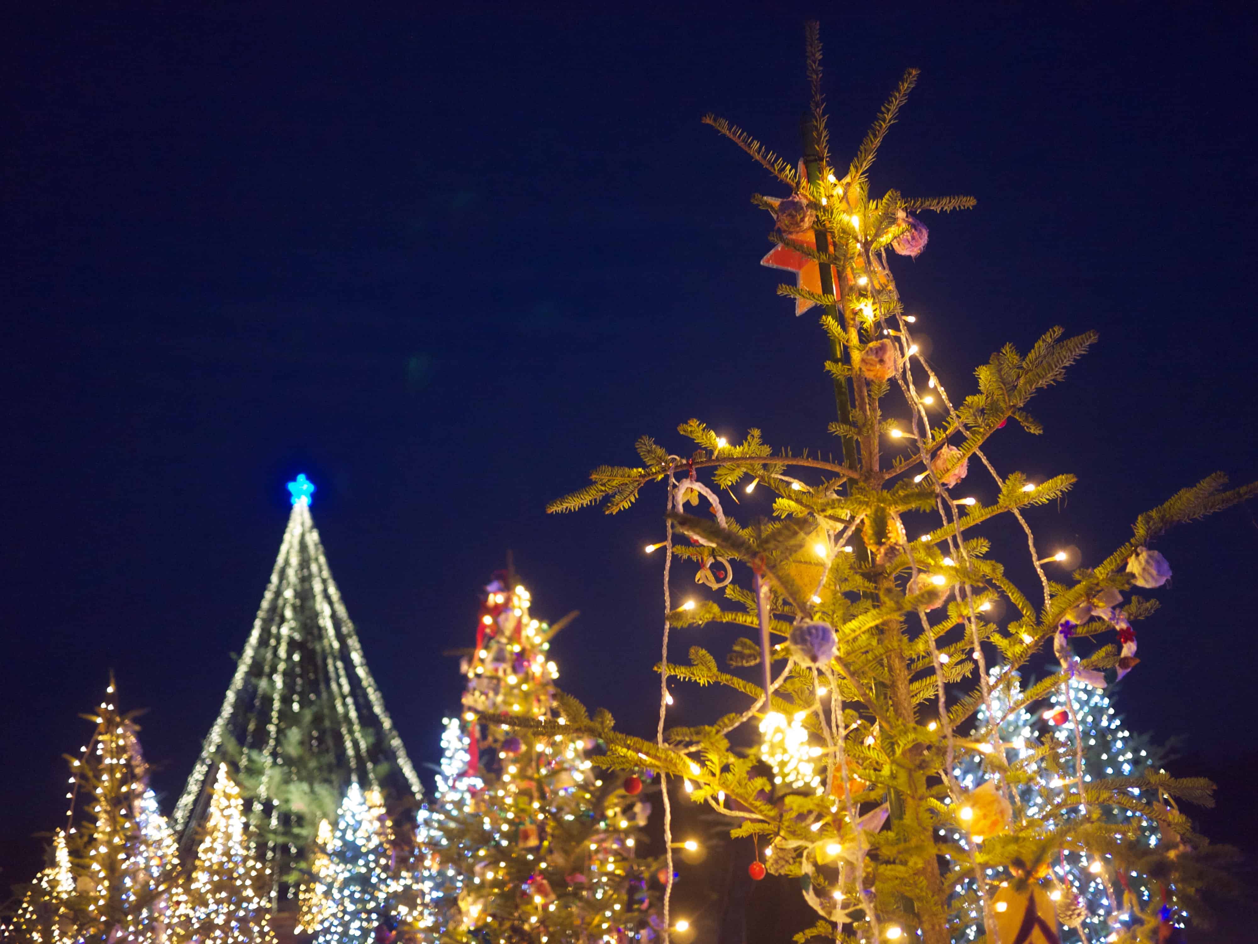Winter Illuminations at Bihoku Hillside Park - Fresh Christmas Tree Forest