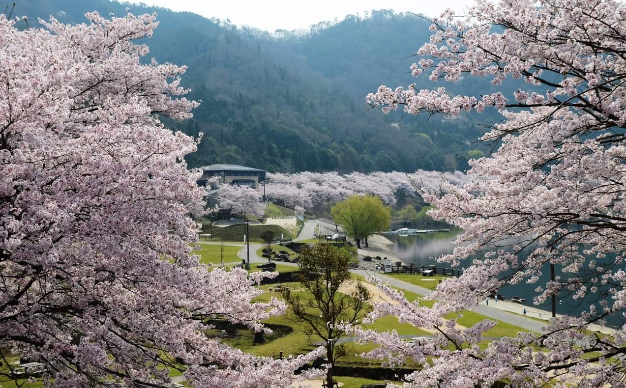 Cherry blossom at Haji Dam