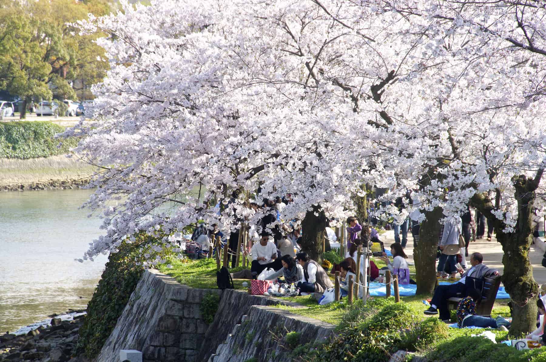 Hiroshima Peace Memorial Park cherry blossom 2