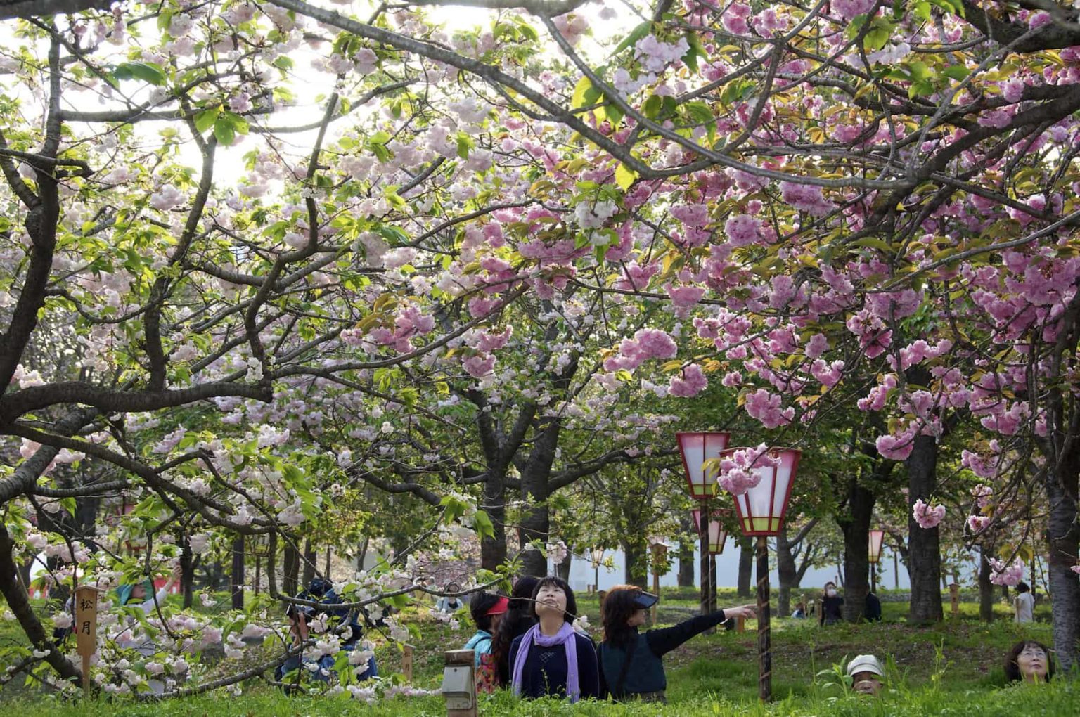 Hanami In Hiroshima | Get Hiroshima