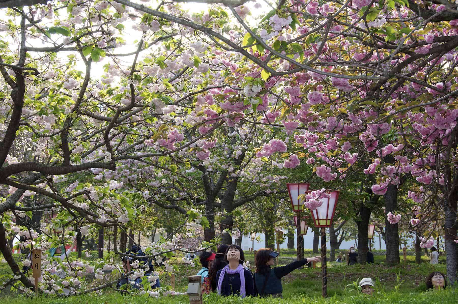 cherry blossom at the hiroshima branch of the japan mint
