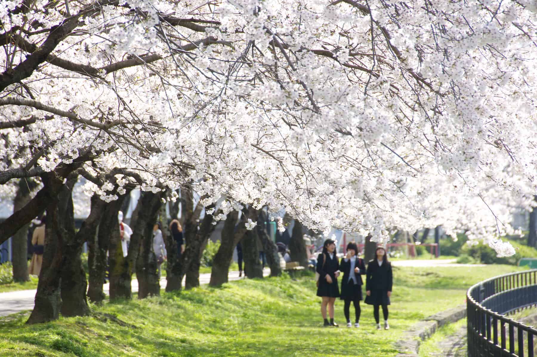 cherry blossom in hiroshima