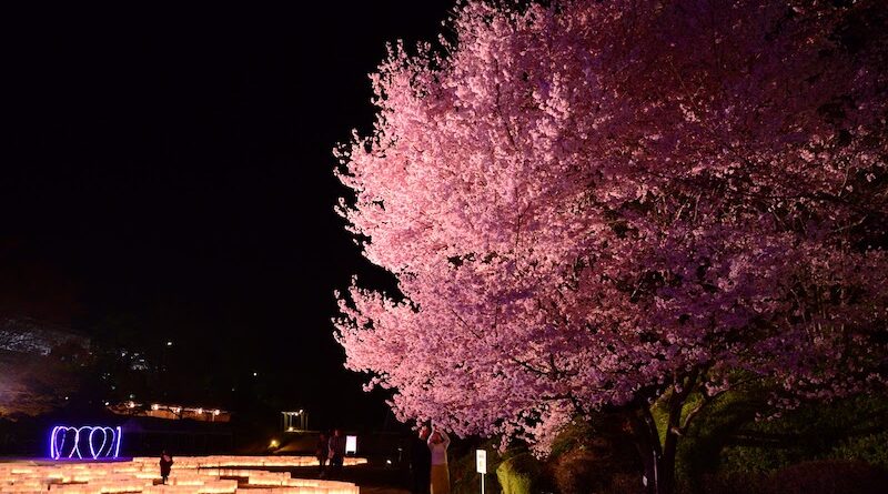hiroshima botanical gardens sakura illuminations