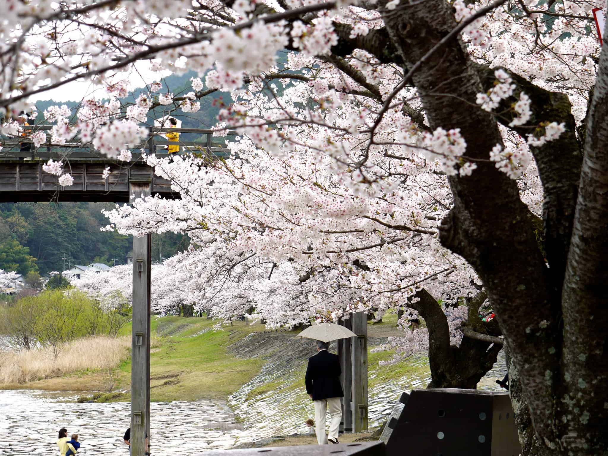 Sakura on a rainy day at Kintai Bridge