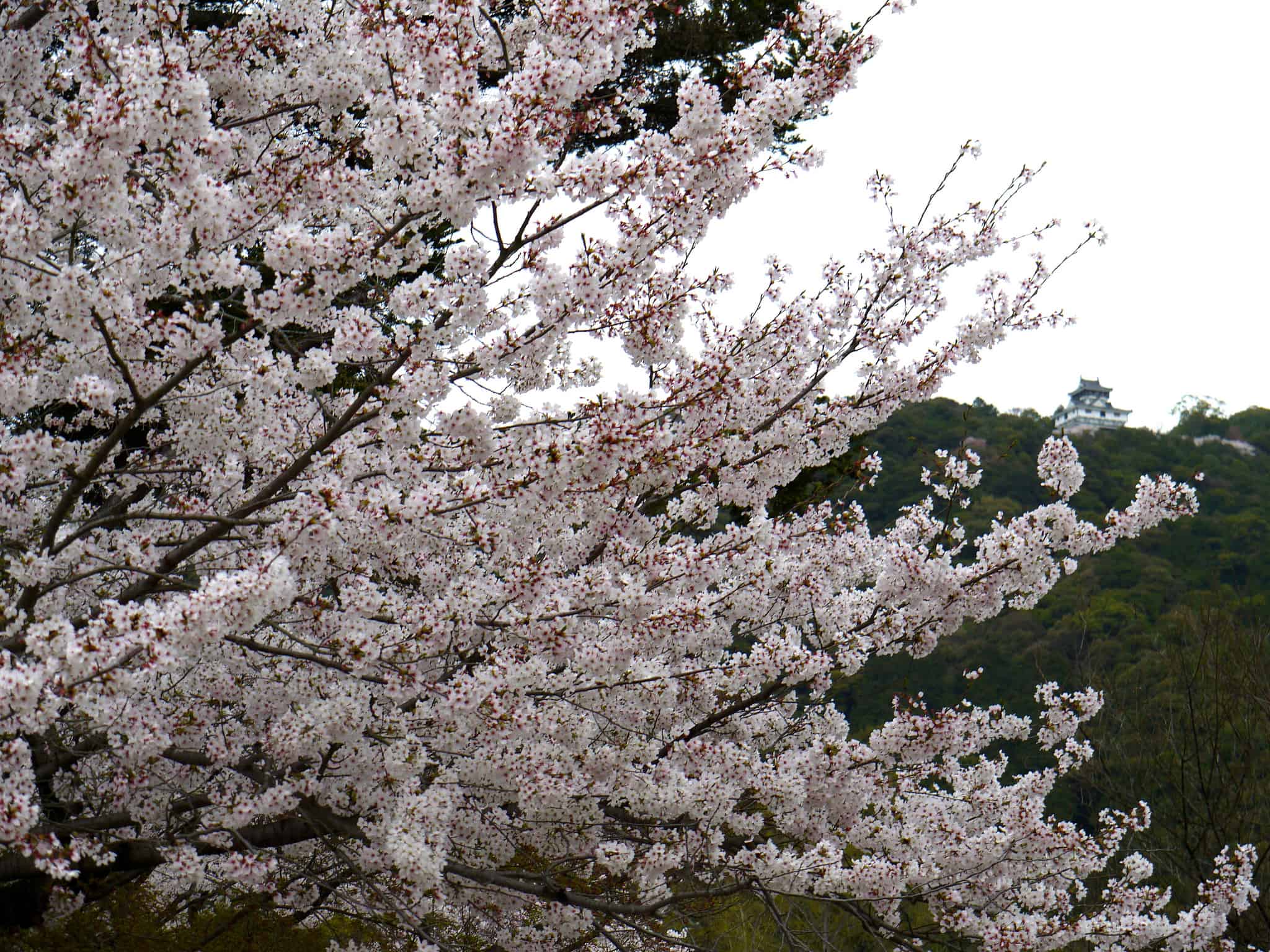 Sakura on a rainy day at Kintai Bridge