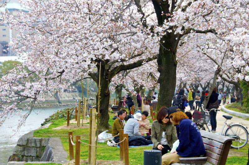 Sakura hanami cherry blossom viewing at Hiroshima Peace Memorial Park, Japan