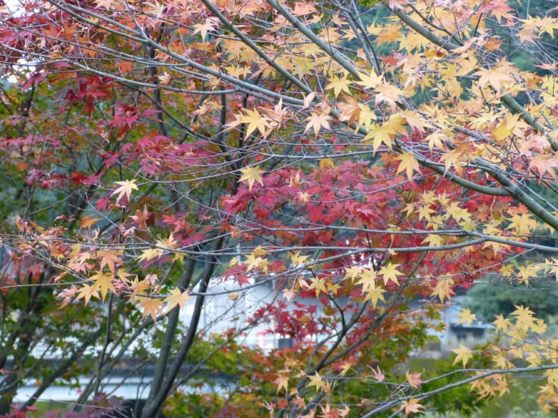 Autumn leaves in Kamikatsu Valley