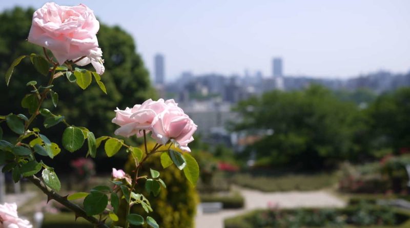Great view of Hiroshima city from the rose garden in Ushita Sogo Koen Park