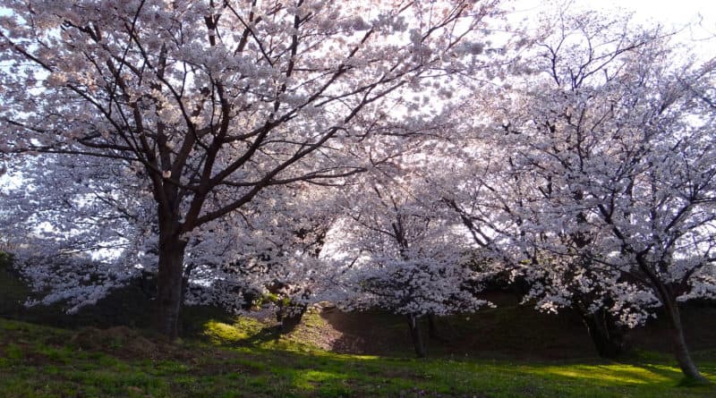 Sakura at Ushita Sogo Koen Park in Hiroshima Japan