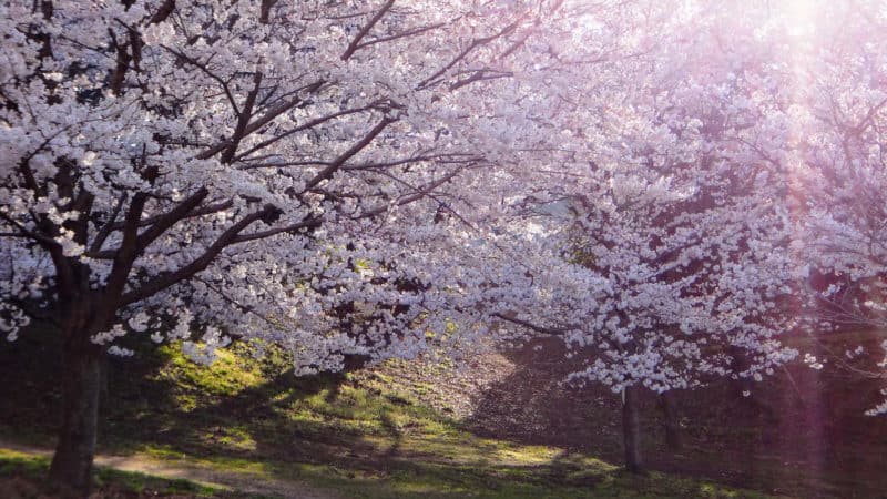Sakura cherry blossom at Ushita Sogo Koen Park