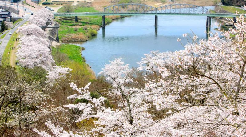 View through the cherry blossoms of the Gonokawa River from Ozekiyama in Miysoshi in Hiroshima, Japan