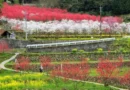 Hanamomo Peach Blossoms in the Closest Village to Heaven