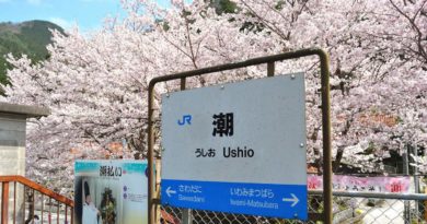 Sakura cherry blossoms at Ushio Station on the Sanko-sen Train Line
