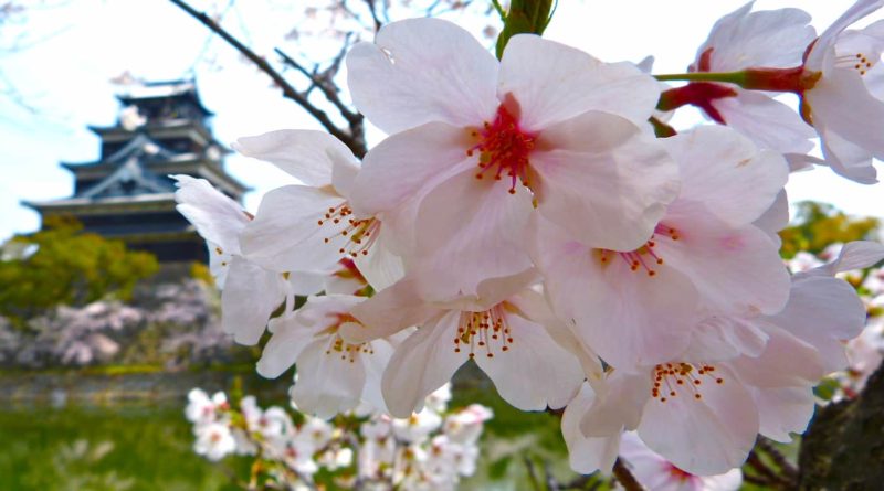 Cherry blossom onlyfans