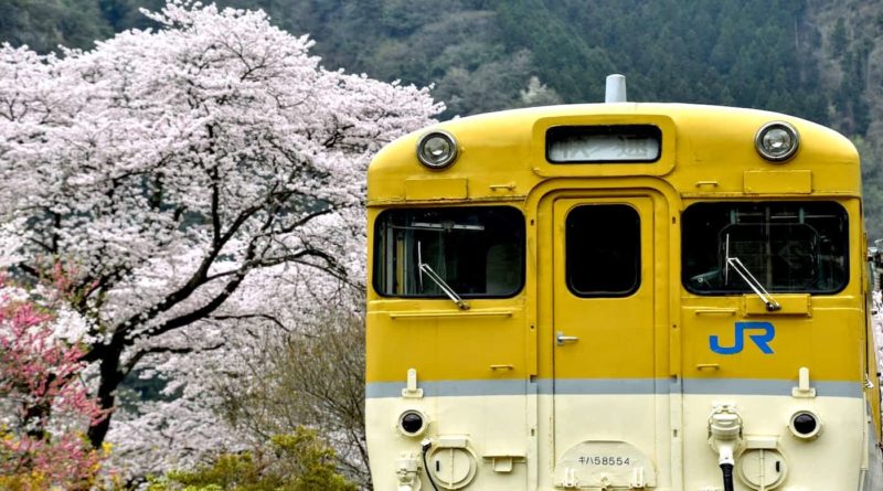 sakura hanami cherry blossom viewing at yasuno station in hiroshima, japan