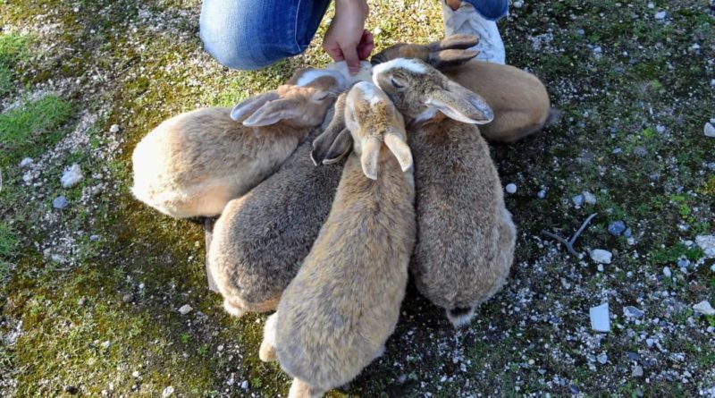 why are there so many bunnies on rabbit island in japan