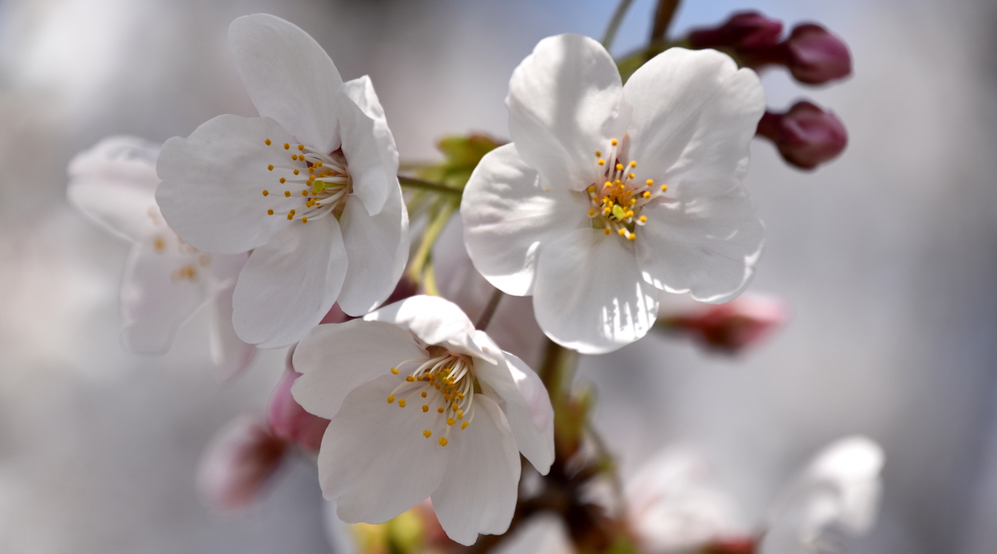 Hiroshima cherry blossom season officially starts Get Hiroshima