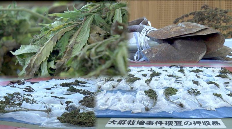60 cannabis plants seized from hidden plot on osaki kamijima
