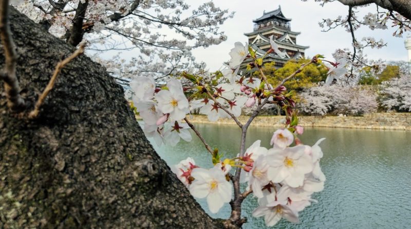 hiroshima cherry blosson forecast 2022
