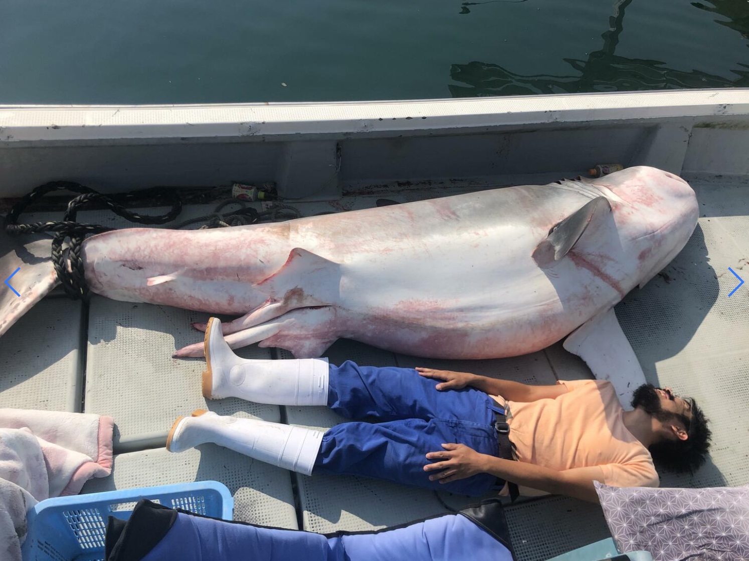 Fisherman shows size of great white
