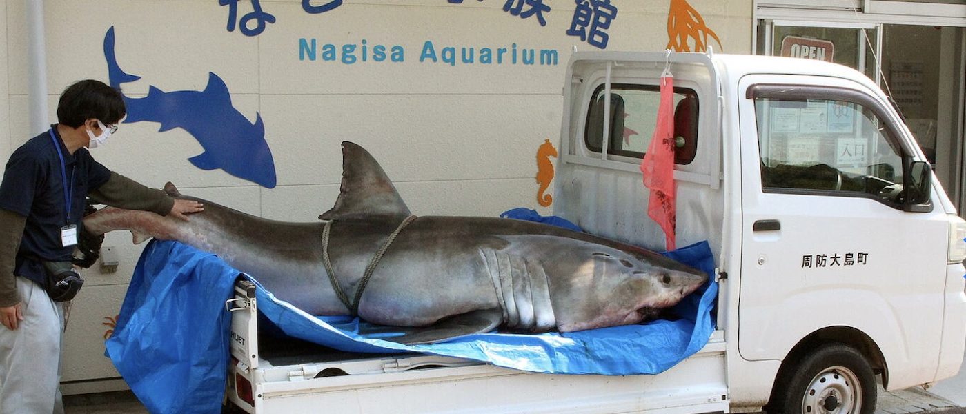 3.5m Great White Shark Caught in Suo Oshima