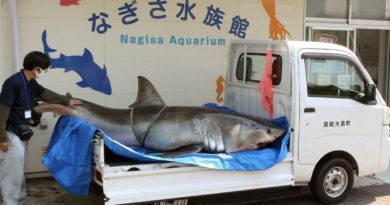 Great white shark in Suo Oshima