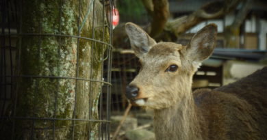 4 deer hit by Geibi Line trains in the space of 90 minutes