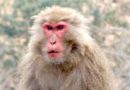 Yamaguchi town suffers spate of monkey attacks