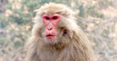Yamaguchi town suffers spate of monkey attacks