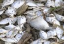 Over 10,000 dead fish found on Shimane shore