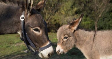 Donkeys at Onomichi Donkey Paradise