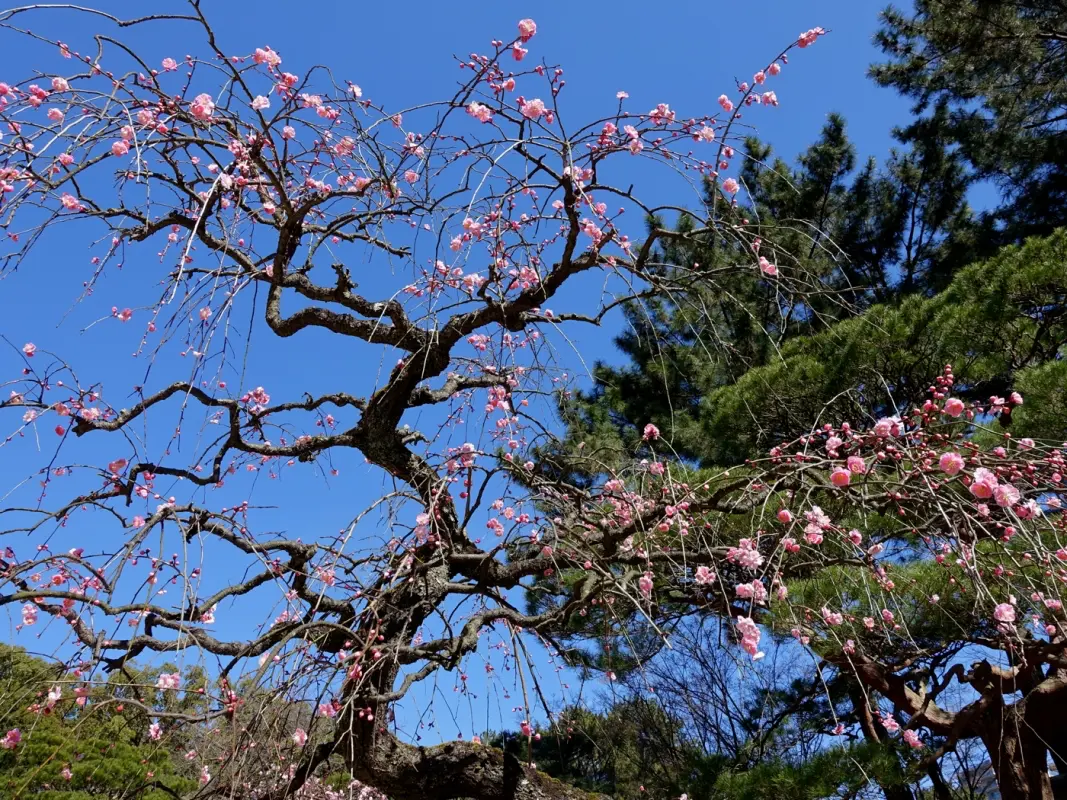 Ume plum blossoms at Shukkeien Garden