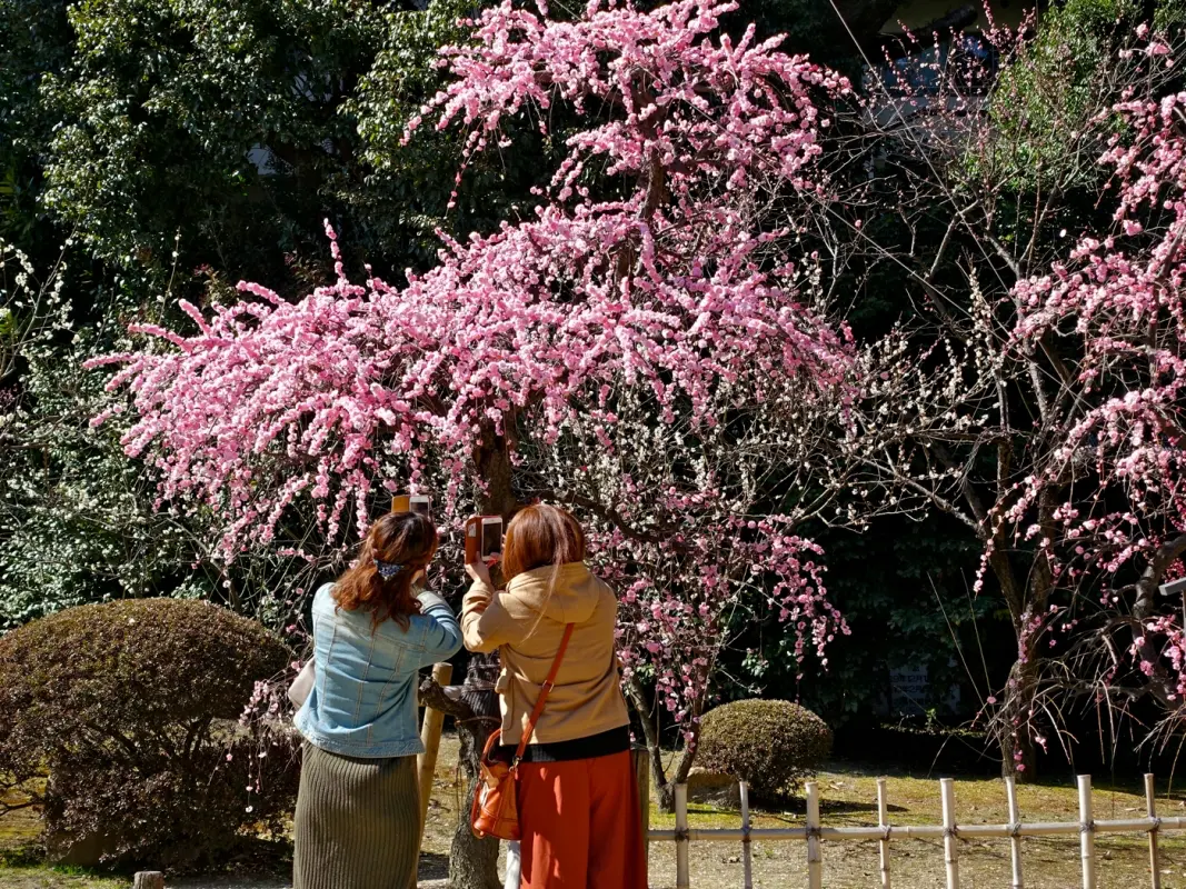 Ume plum blossoms at Shukkeien Garden