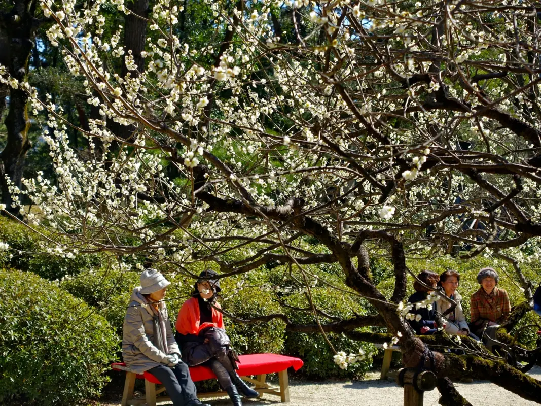 Ume plum blossoms at Shukkei en Garden