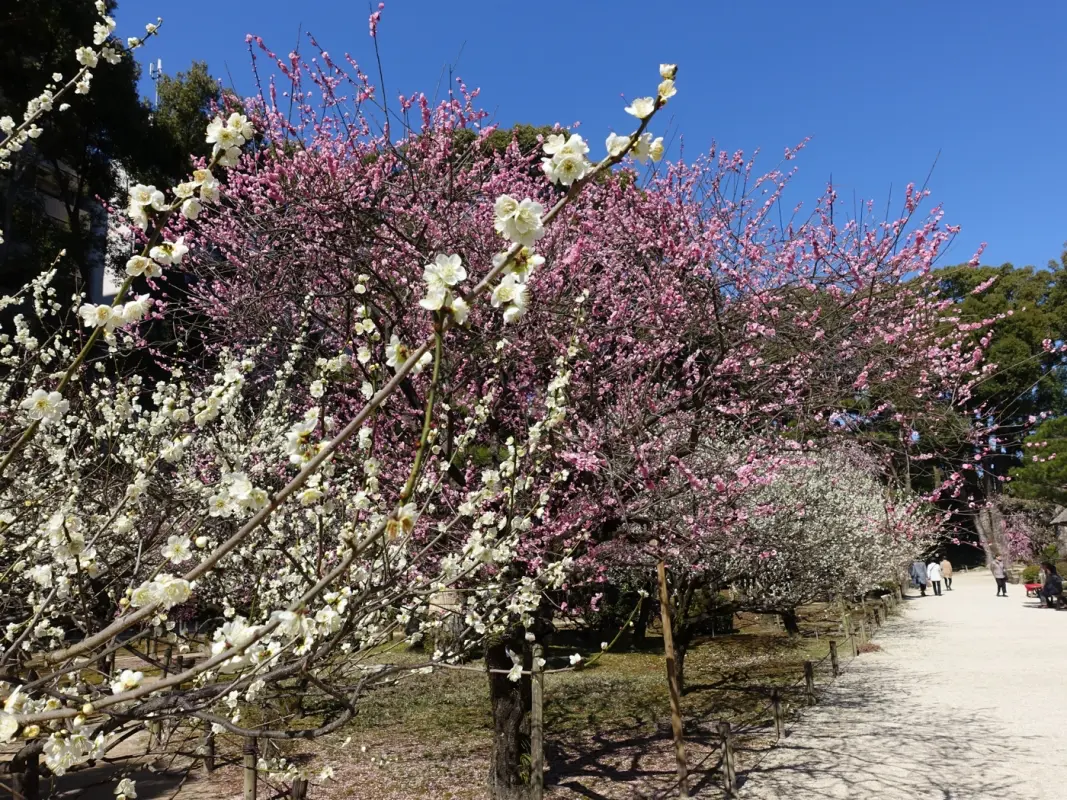 Ume blossoms at Shukkeien Garden