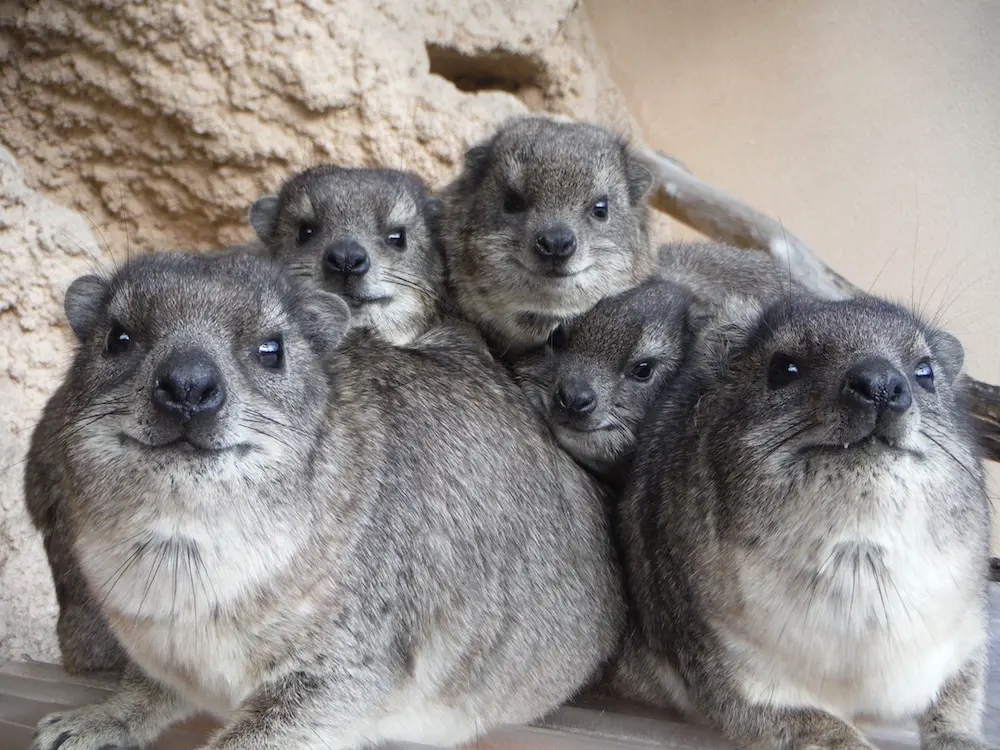 Cape Hyrax