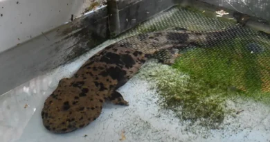 Japanese Giant Salamander