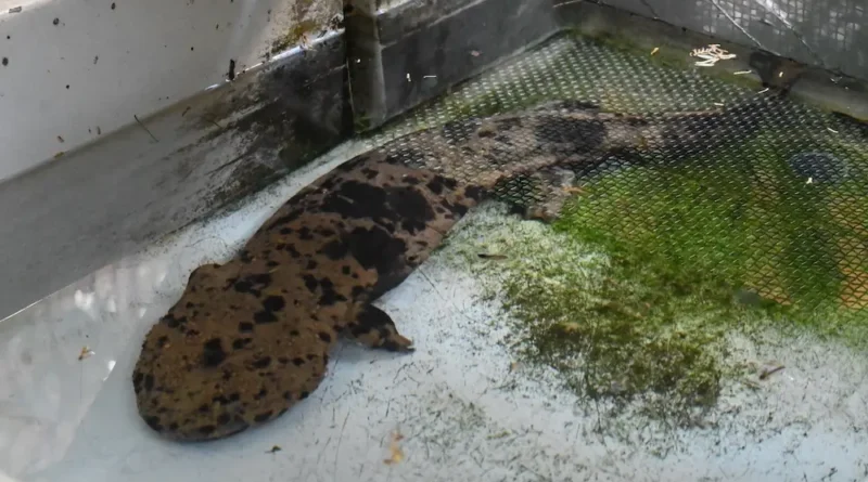 Japanese Giant Salamander