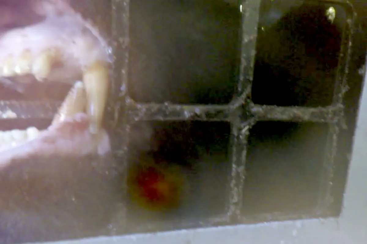 Bear caught in cage in Hiroshima