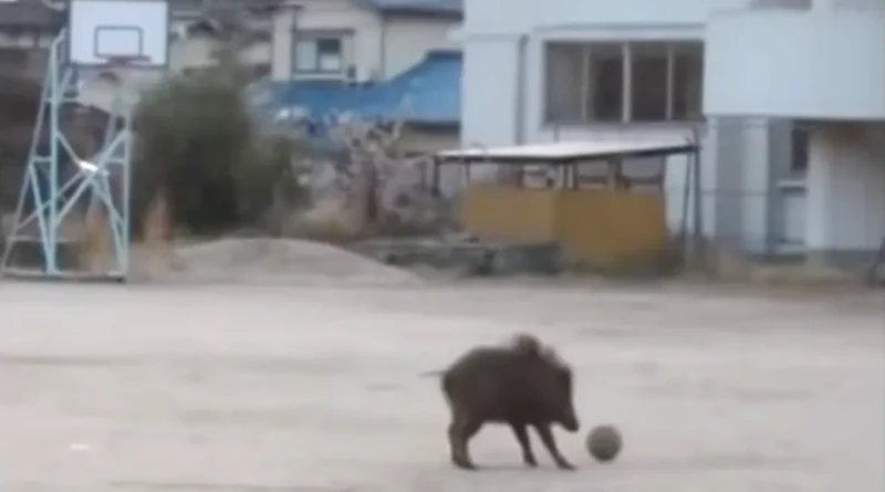 wild boar playing soccer at Kirikushi elementary school